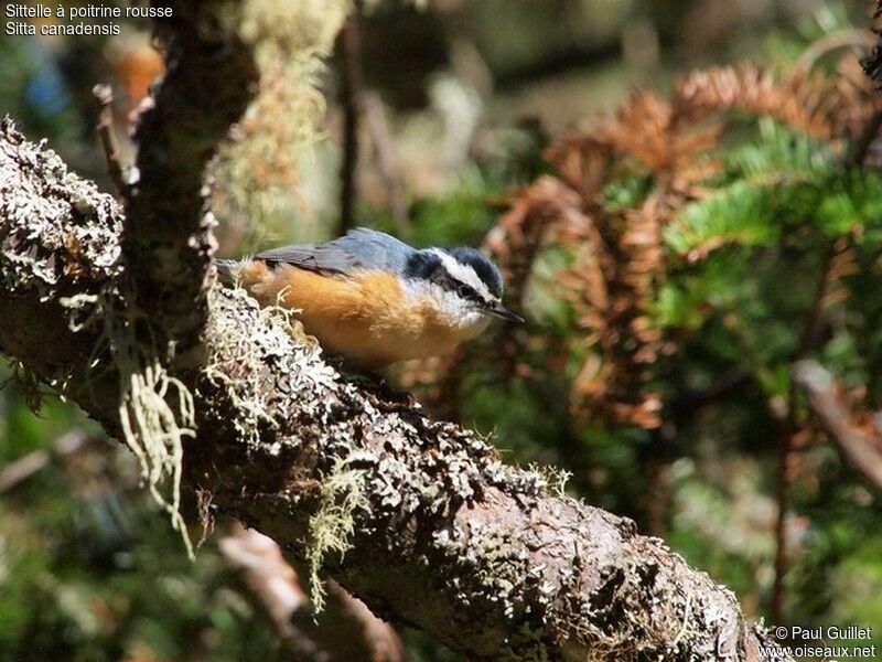 Red-breasted Nuthatch