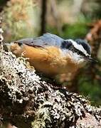 Red-breasted Nuthatch