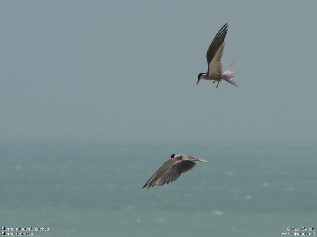 White-cheeked Tern