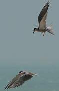 White-cheeked Tern