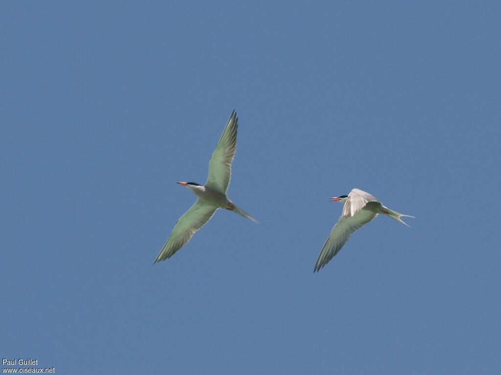 White-cheeked Ternadult breeding, pigmentation, Flight