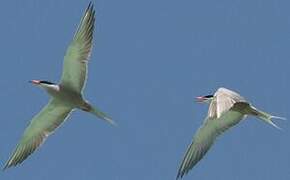 White-cheeked Tern