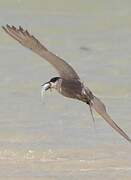 White-cheeked Tern