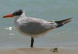 Caspian Tern