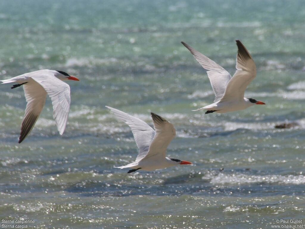 Caspian Tern