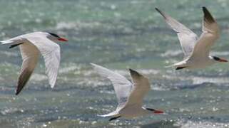 Caspian Tern