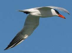 Caspian Tern