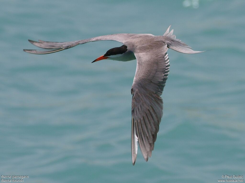 Common Tern