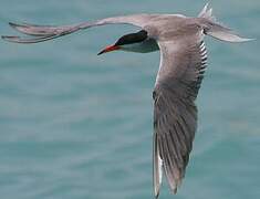 Common Tern