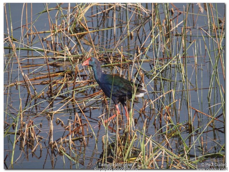 Grey-headed Swamphen