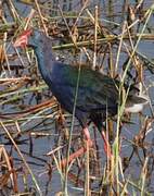 Grey-headed Swamphen