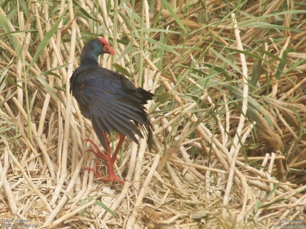 Western Swamphen