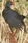 Western Swamphen