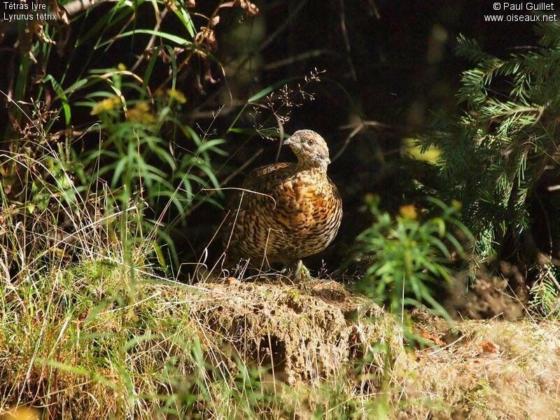 Spruce Grouse