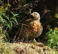 Spruce Grouse