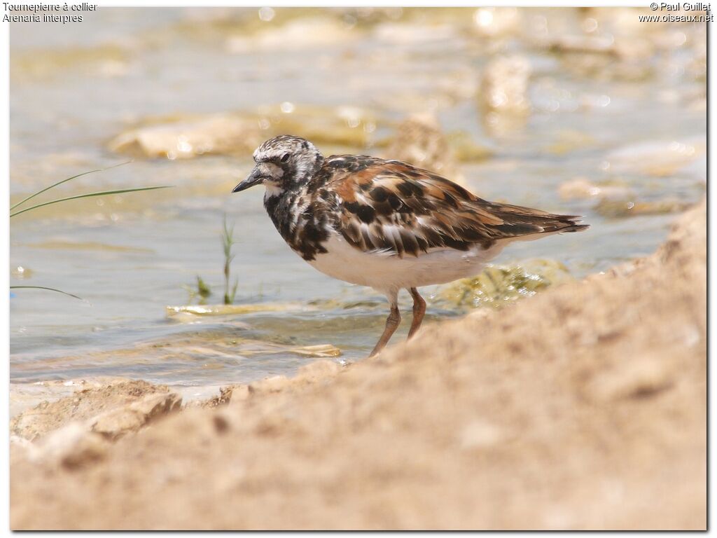 Ruddy Turnstone