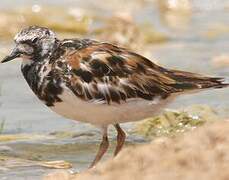 Ruddy Turnstone