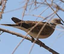 European Turtle Dove