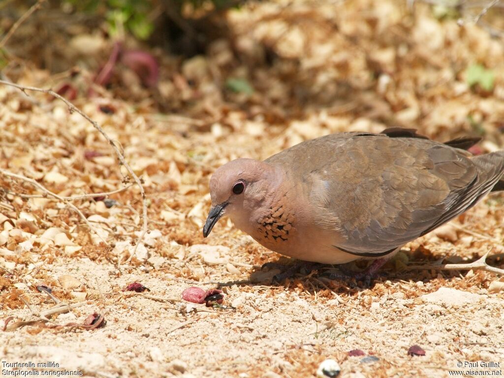 Laughing Dove