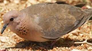 Laughing Dove