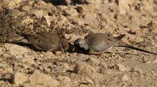 Namaqua Dove