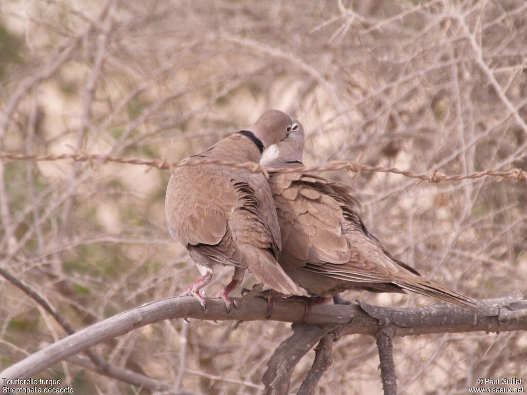 Eurasian Collared Dove 