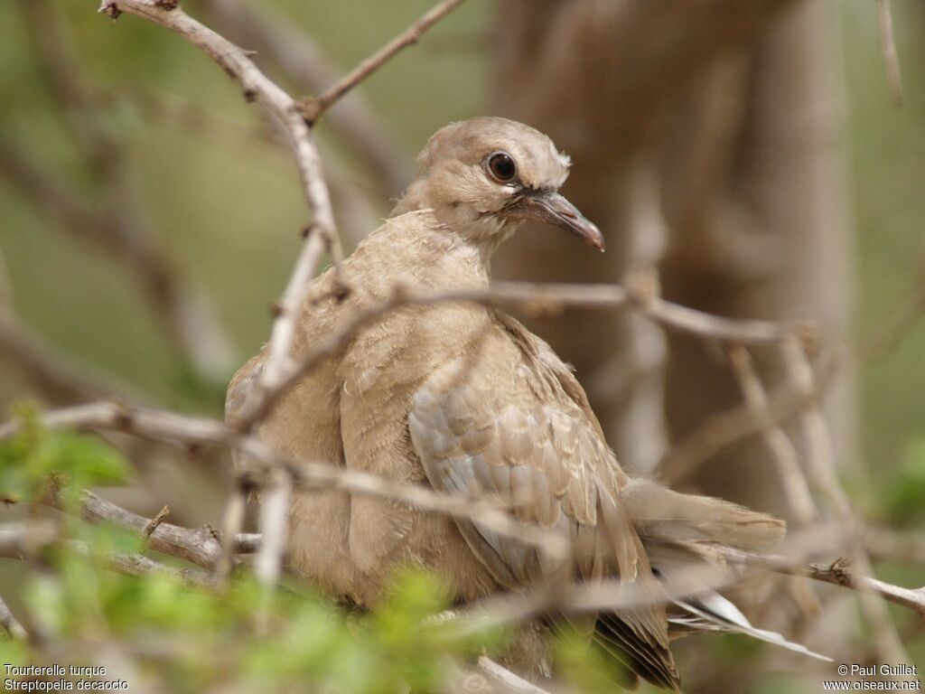 Eurasian Collared Doveimmature