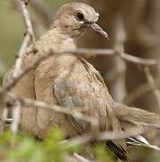 Eurasian Collared Dove