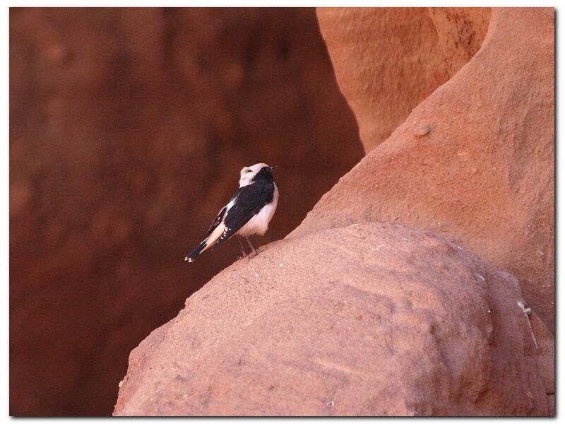 Hooded Wheatear male adult, identification