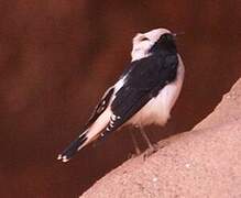 Hooded Wheatear