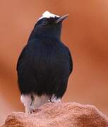 White-crowned Wheatear