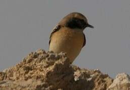 Desert Wheatear