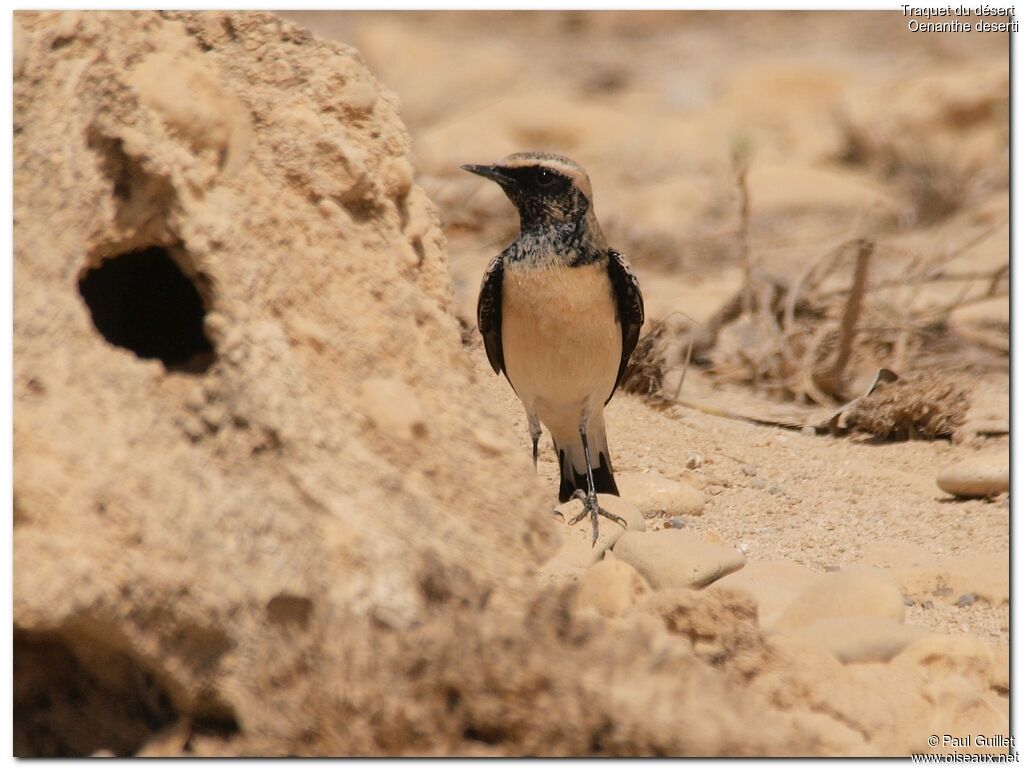 Desert Wheatear