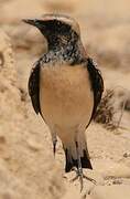 Desert Wheatear