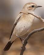 Desert Wheatear