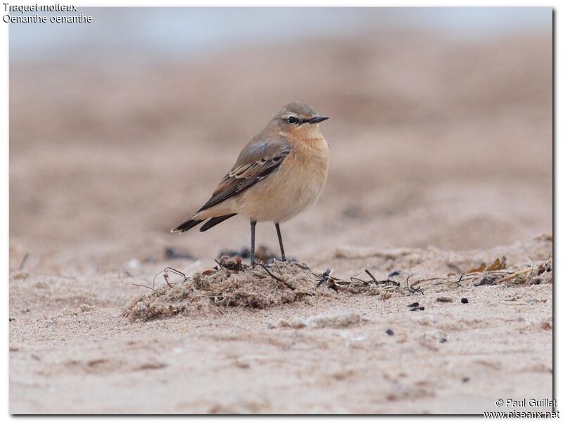 Northern Wheatear