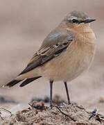 Northern Wheatear