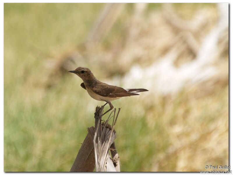 Pied Wheatear