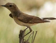 Pied Wheatear