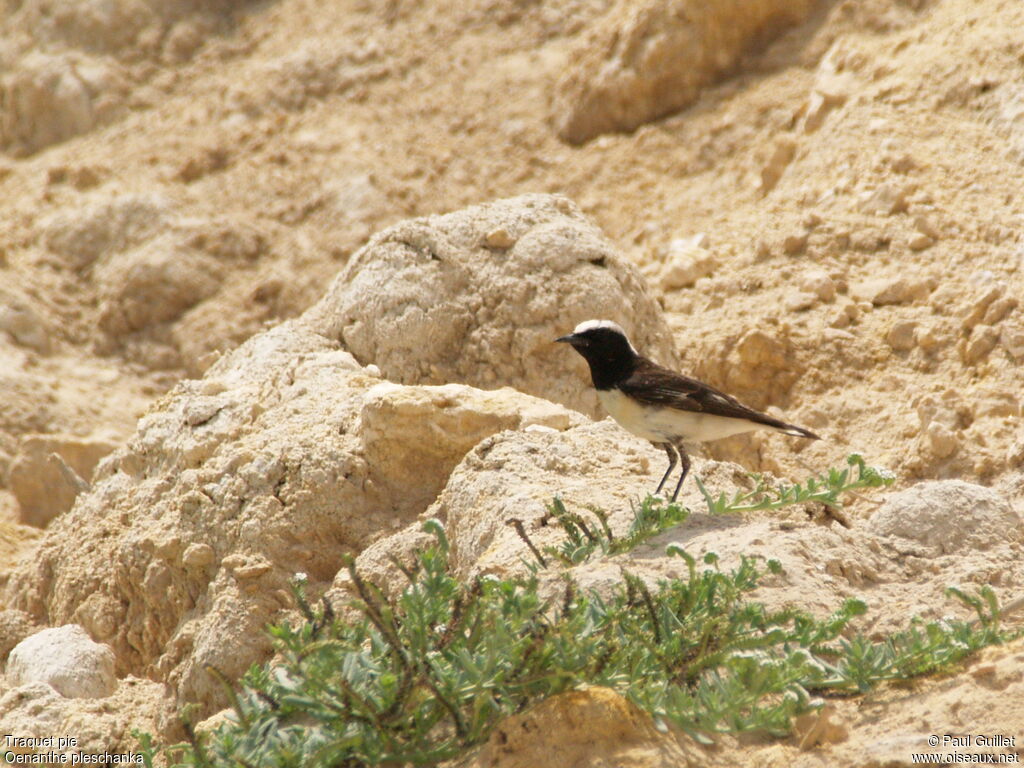 Pied Wheatear male