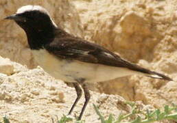 Pied Wheatear