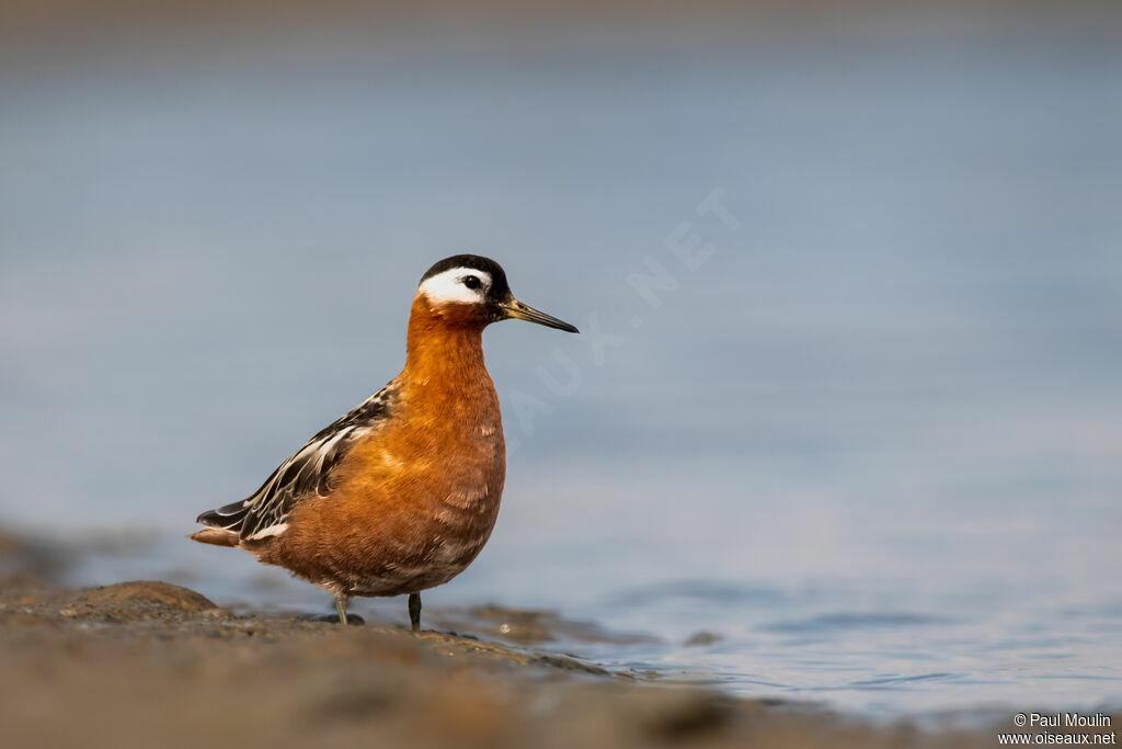 Phalarope à bec largeadulte nuptial