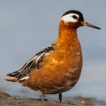 Phalarope à bec large