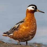 Phalarope à bec large