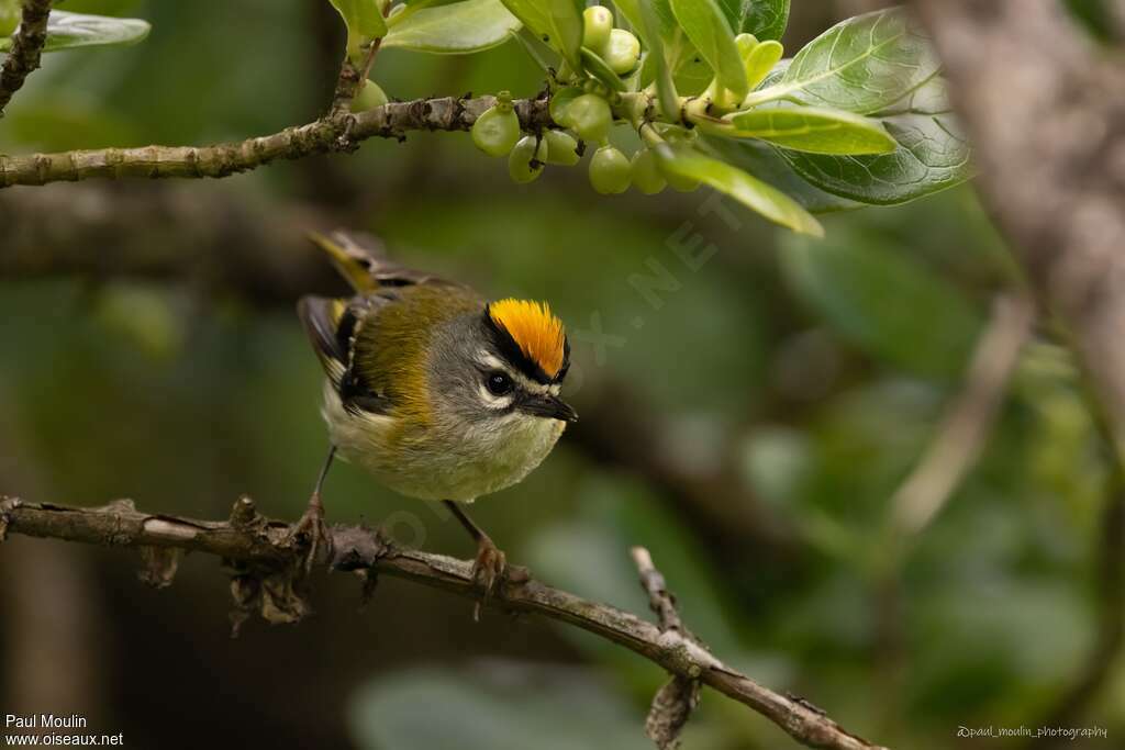 Roitelet de Madèreadulte, identification