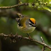 Madeira Firecrest