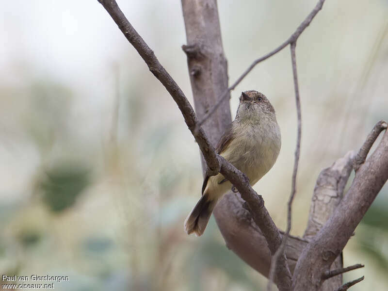 Buff-rumped Thornbill, close-up portrait