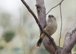 Buff-rumped Thornbill