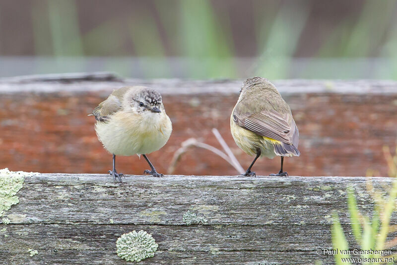 Yellow-rumped Thornbill