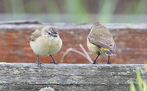 Yellow-rumped Thornbill